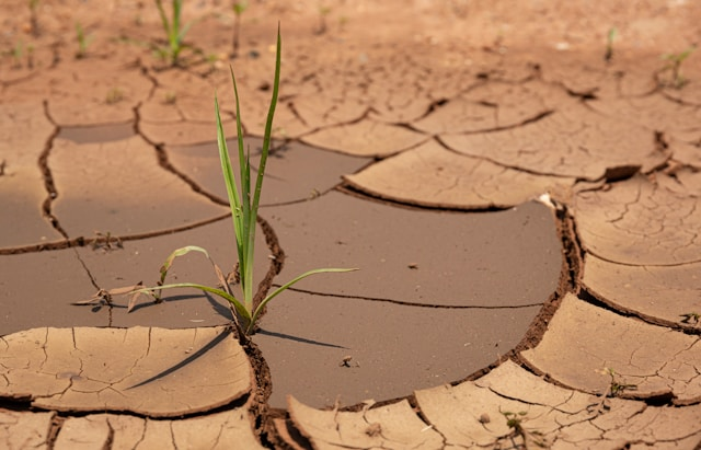 Dry, cracked land